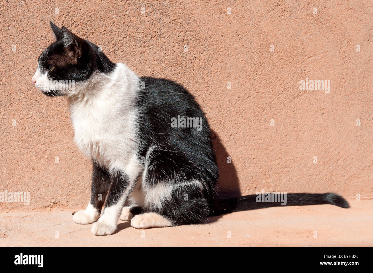 Moroccan semi wild cat sitting in the sun Stock Photo Alamy