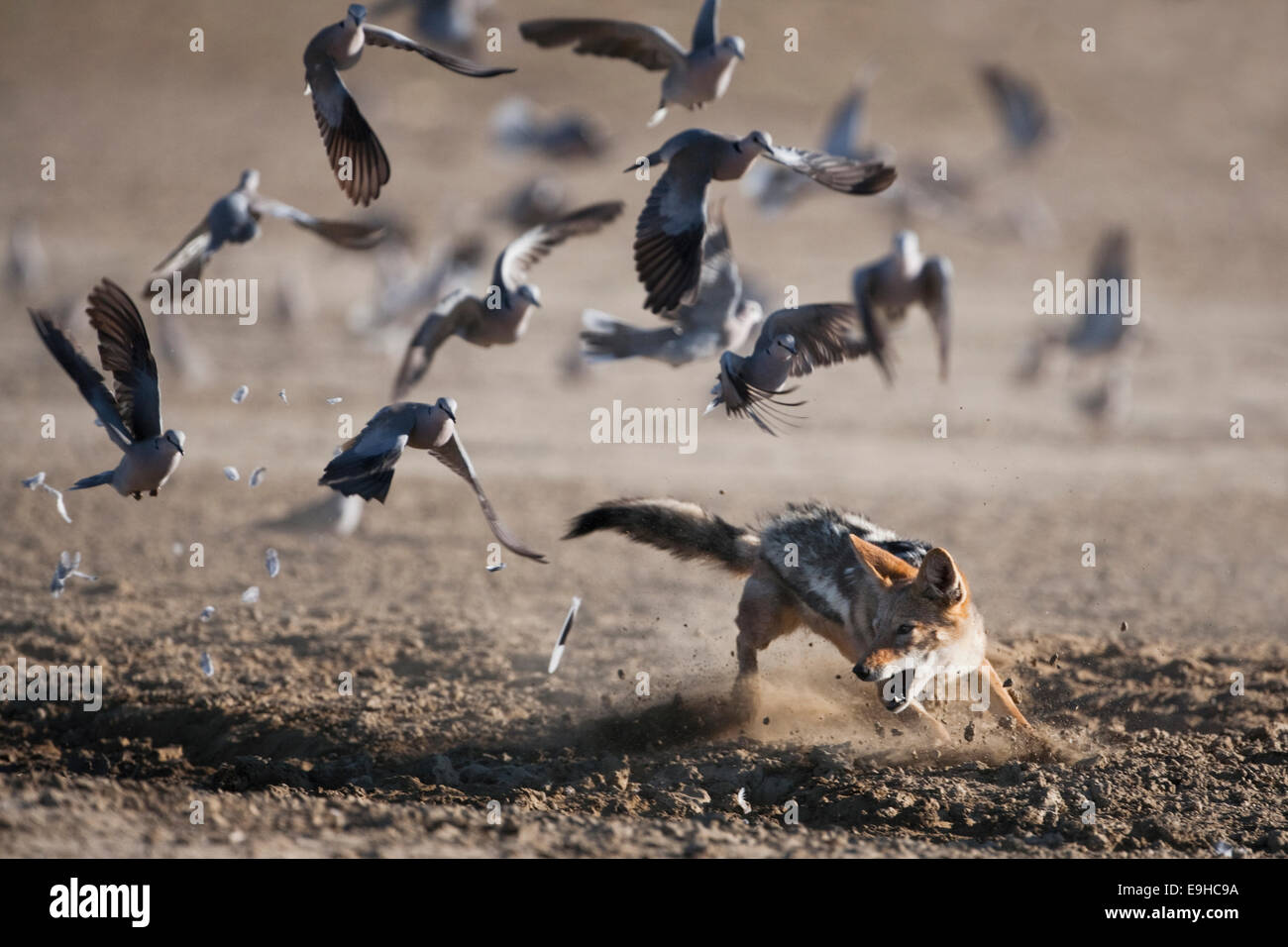 Blackbacked jackal, Canis mesomelas, chasing doves, Kgalagadi Transfrontier Park, South Africa Stock Photo