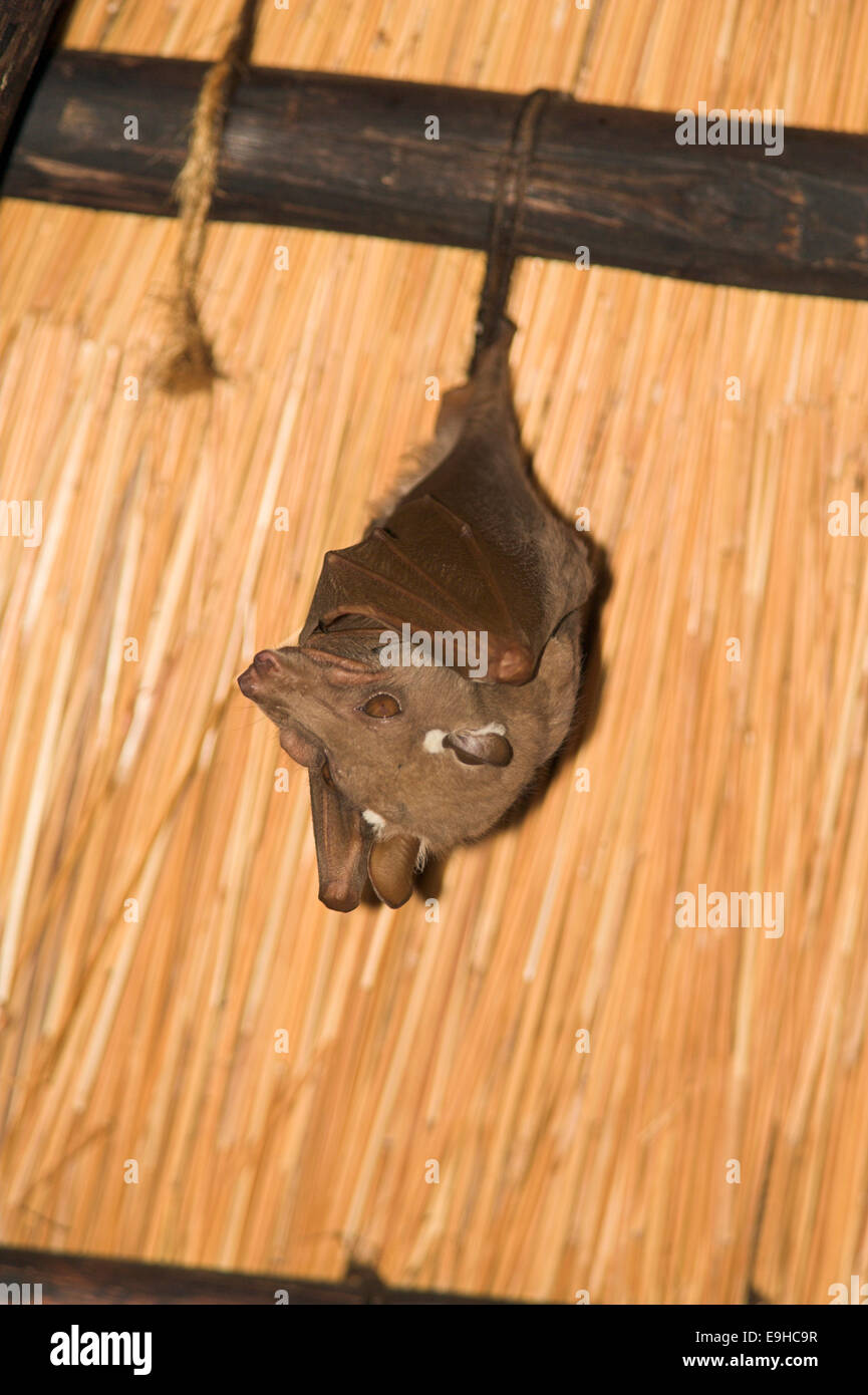 Wahlberg's epaulleted fruit bat, Epomophorus wahlbergi, roosting, Kruger National Park, South Africa Stock Photo