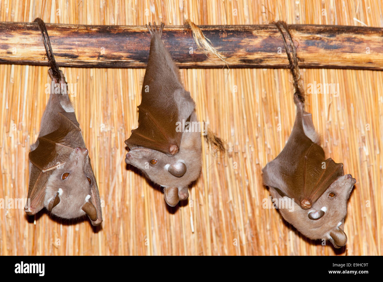 Wahlberg's epaulleted fruit bats, Epomophorus wahlbergi, roosting, Kruger National Park, South Africa Stock Photo