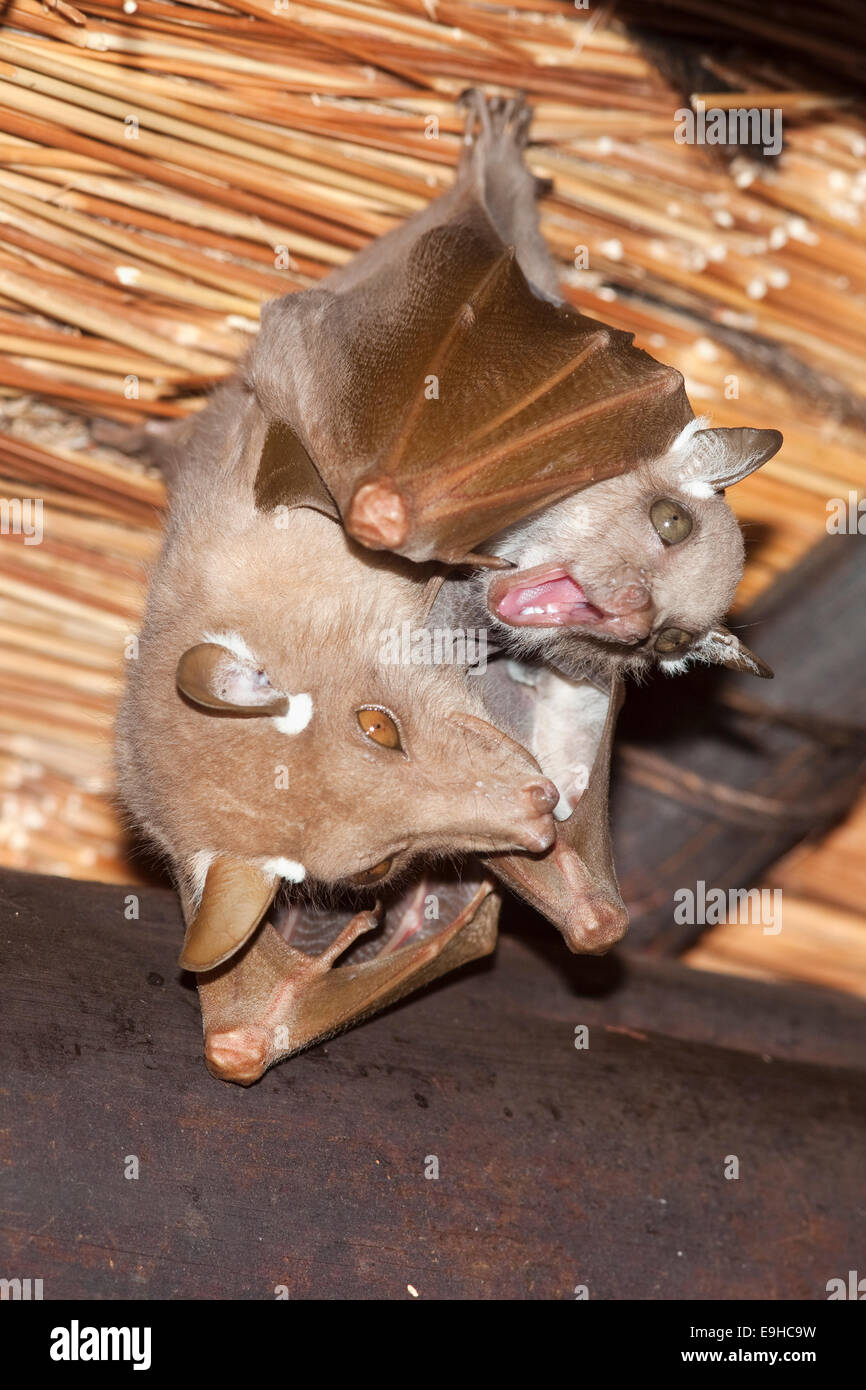 Wahlberg's epaulleted fruit bat, Epomophorus wahlbergi, with pup, roosting, Kruger National Park, South Africa Stock Photo