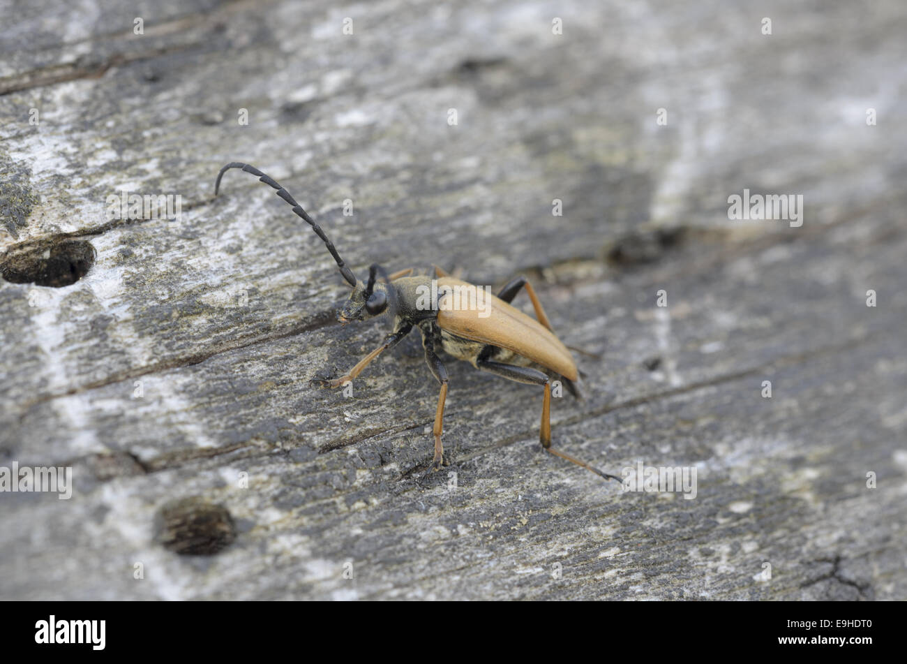 Longhorn Beetle (Stictoleptura rubra), male Stock Photo
