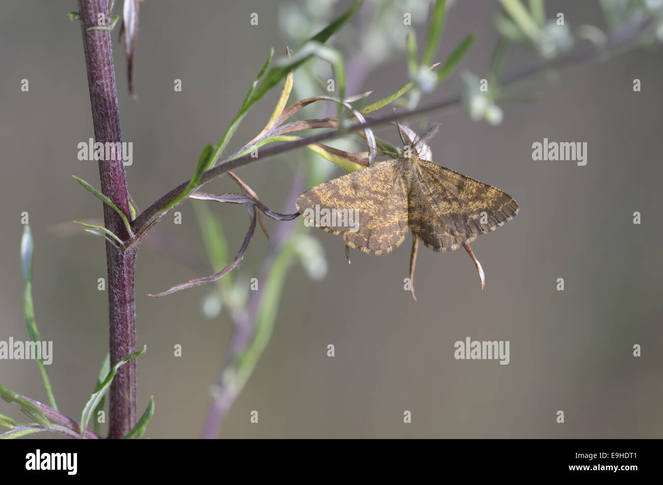 Common Heath (Ematurga atomaria), male Stock Photo
