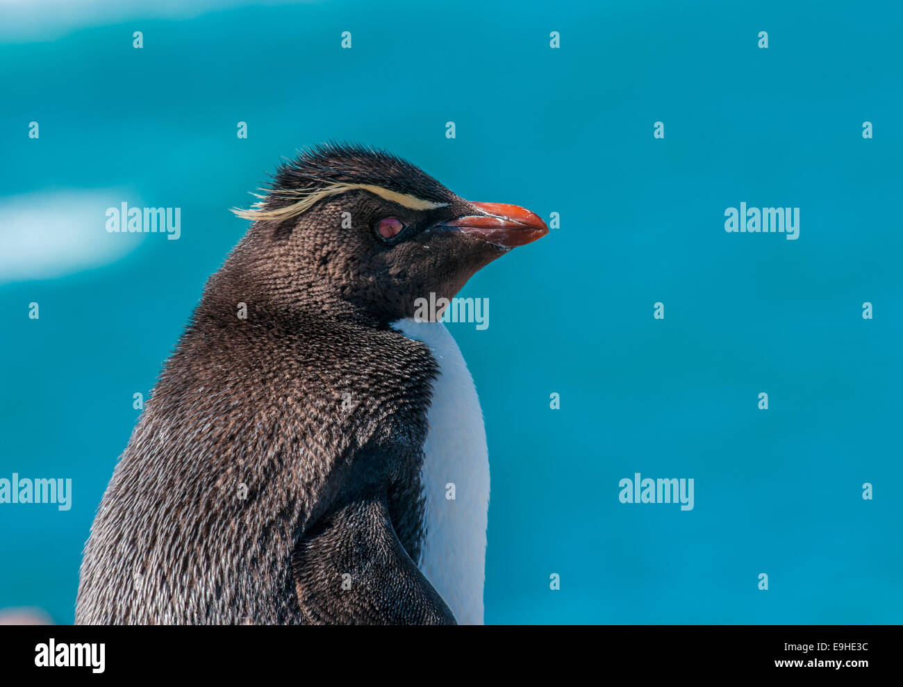 rockhopper penguin Stock Photo