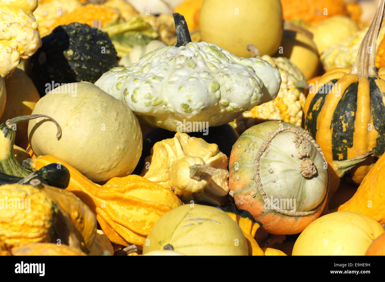 Decoratice gourd hires stock photography and images Alamy