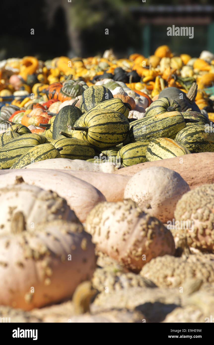 Different pumkins for sale Stock Photo
