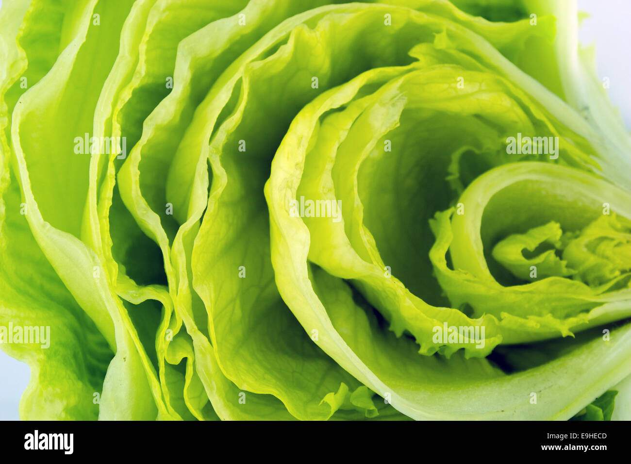 Green Iceberg lettuce Stock Photo Alamy