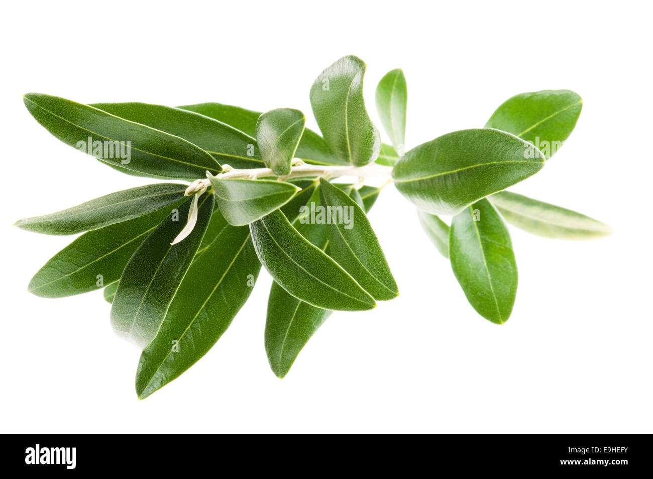 Fresh olive branch leaves isolated on white background Stock Photo - Alamy