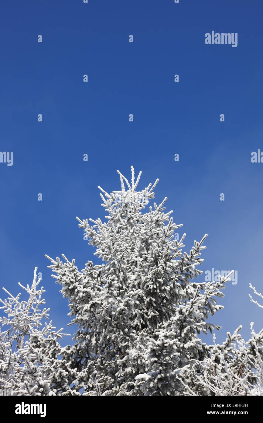 Snow-covered fur-tree Stock Photo