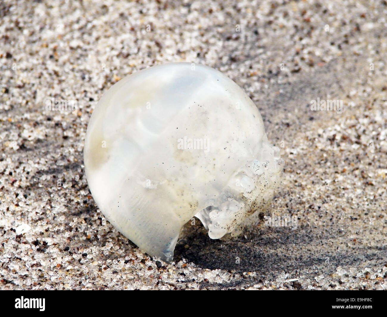 Cute round jelly fish or medusa washed up on the shore or sandy beach. Stock Photo