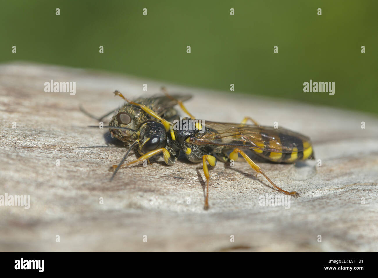 Solitary Wasp (Mellinus arvensis) Stock Photo