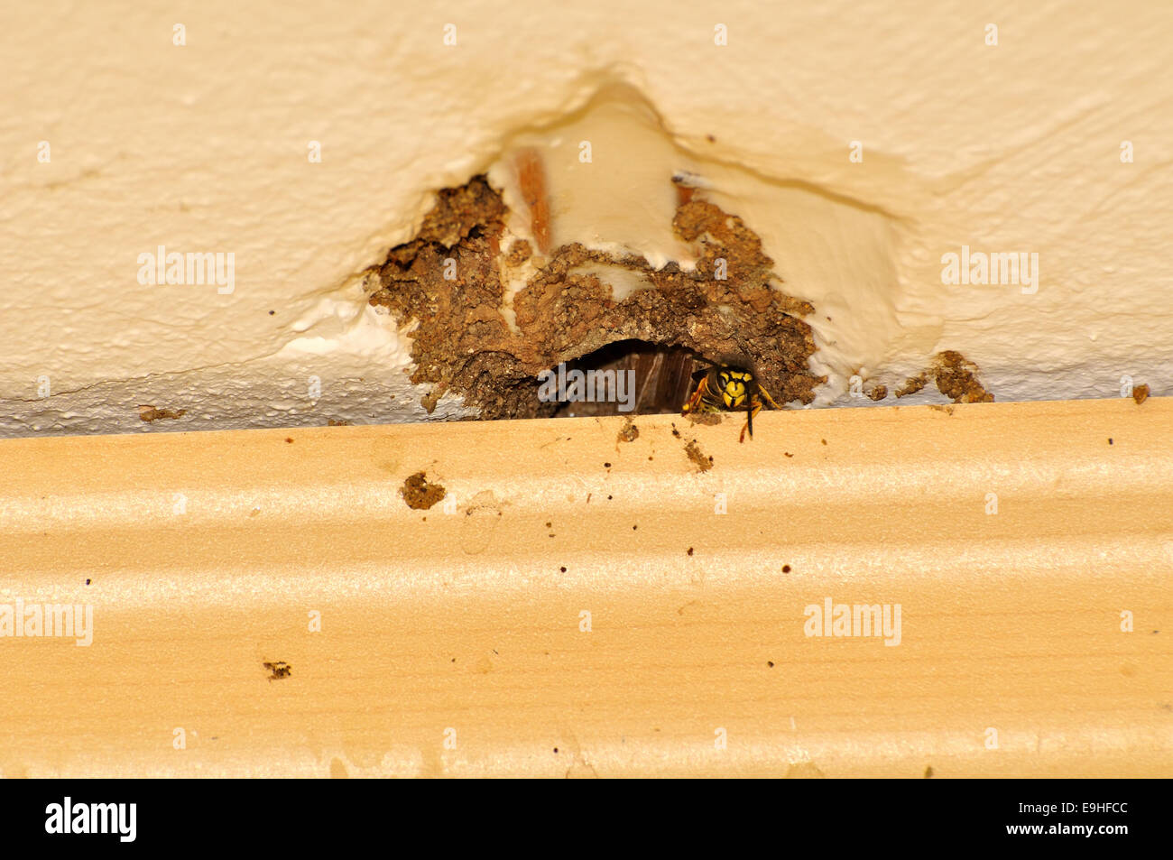 Wasps Stock Photo