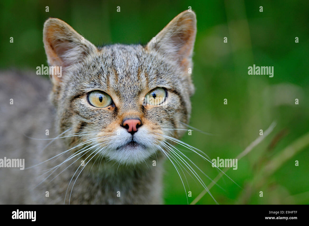 The face of a wildcat UK Stock Photo