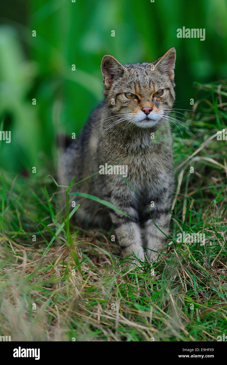 A wildcat sitting down UK Stock Photo - Alamy