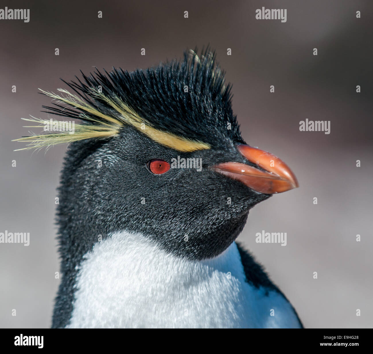 rockhopper penguin Stock Photo