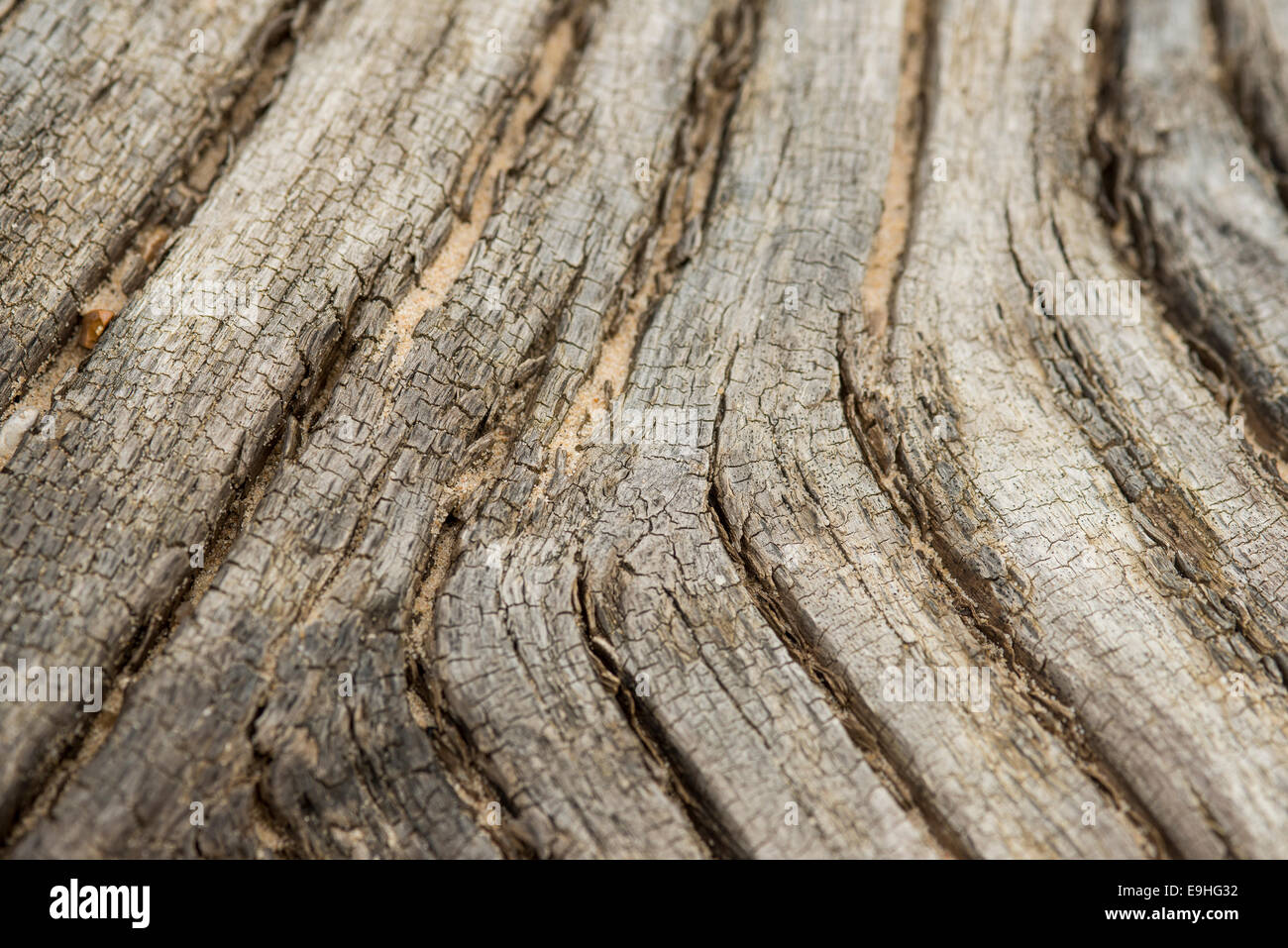 Driftwood close up Stock Photo Alamy