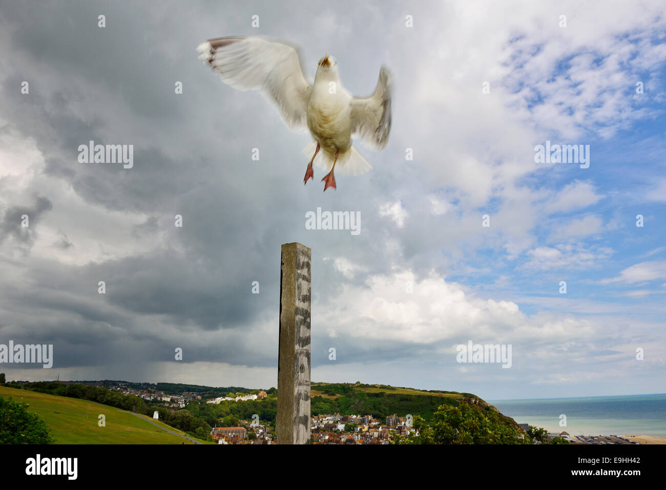 Herring gull  (Larus argentatus)  taking off from a wooden post. Hastings. East Sussex Stock Photo