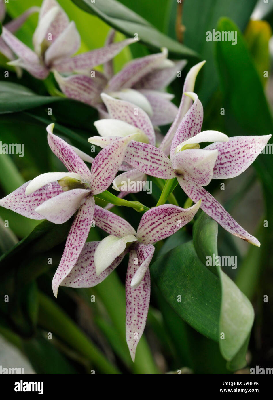 Garcia's Prostechea Orchid - Prosthechea garciana From Cloud Forests of Venezuela Stock Photo