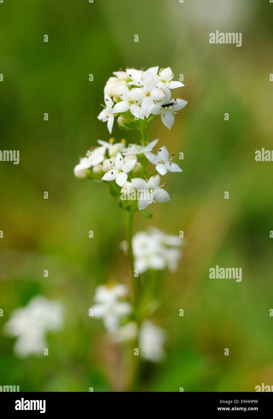 Heath Bedstraw - Galium saxatile with small insect Stock Photo
