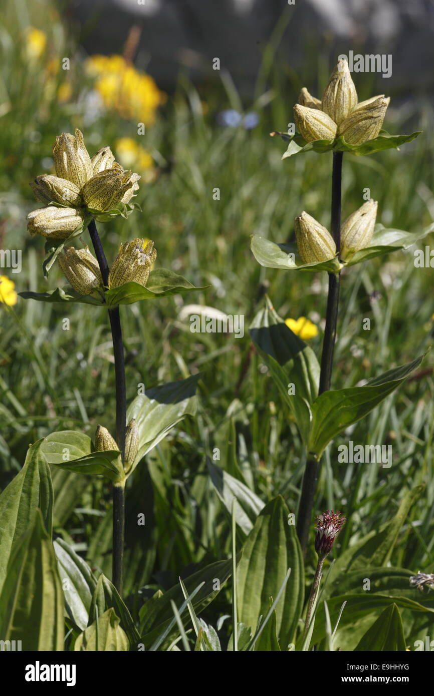 Spotted gentian Stock Photo