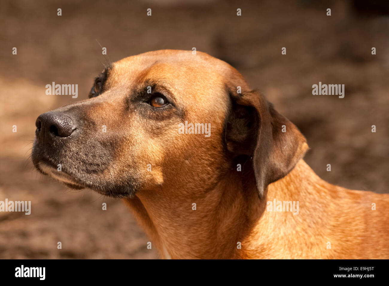 Rhodesian Ridgeback hunting dog with gentle gaze Stock Photo Alamy