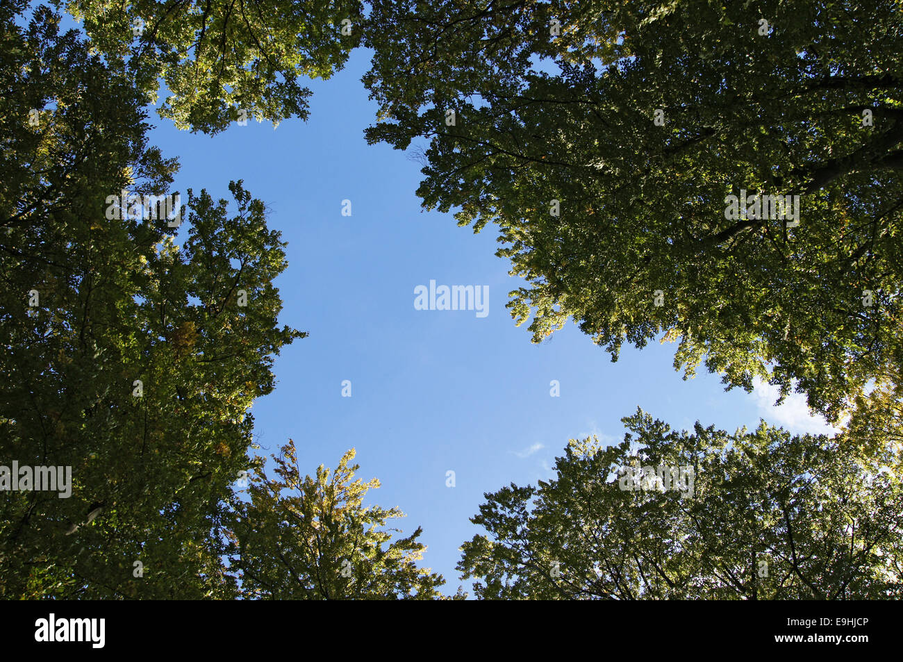 Autumnally atmosphere Stock Photo