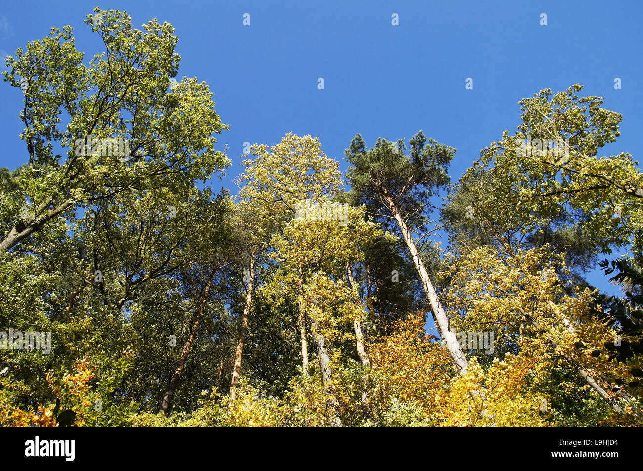 Autumnally atmosphere Stock Photo