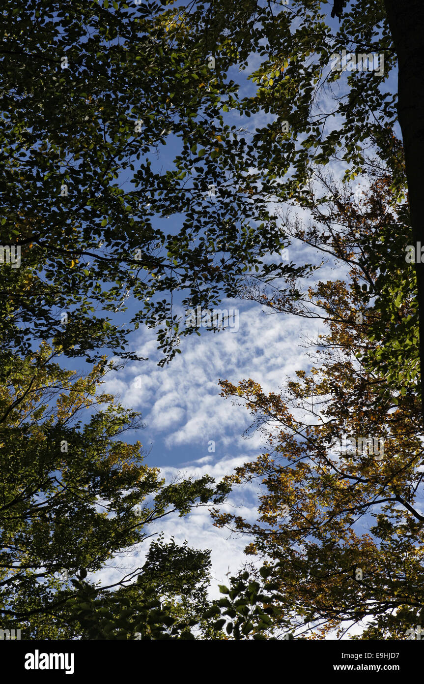 Autumnally atmosphere Stock Photo