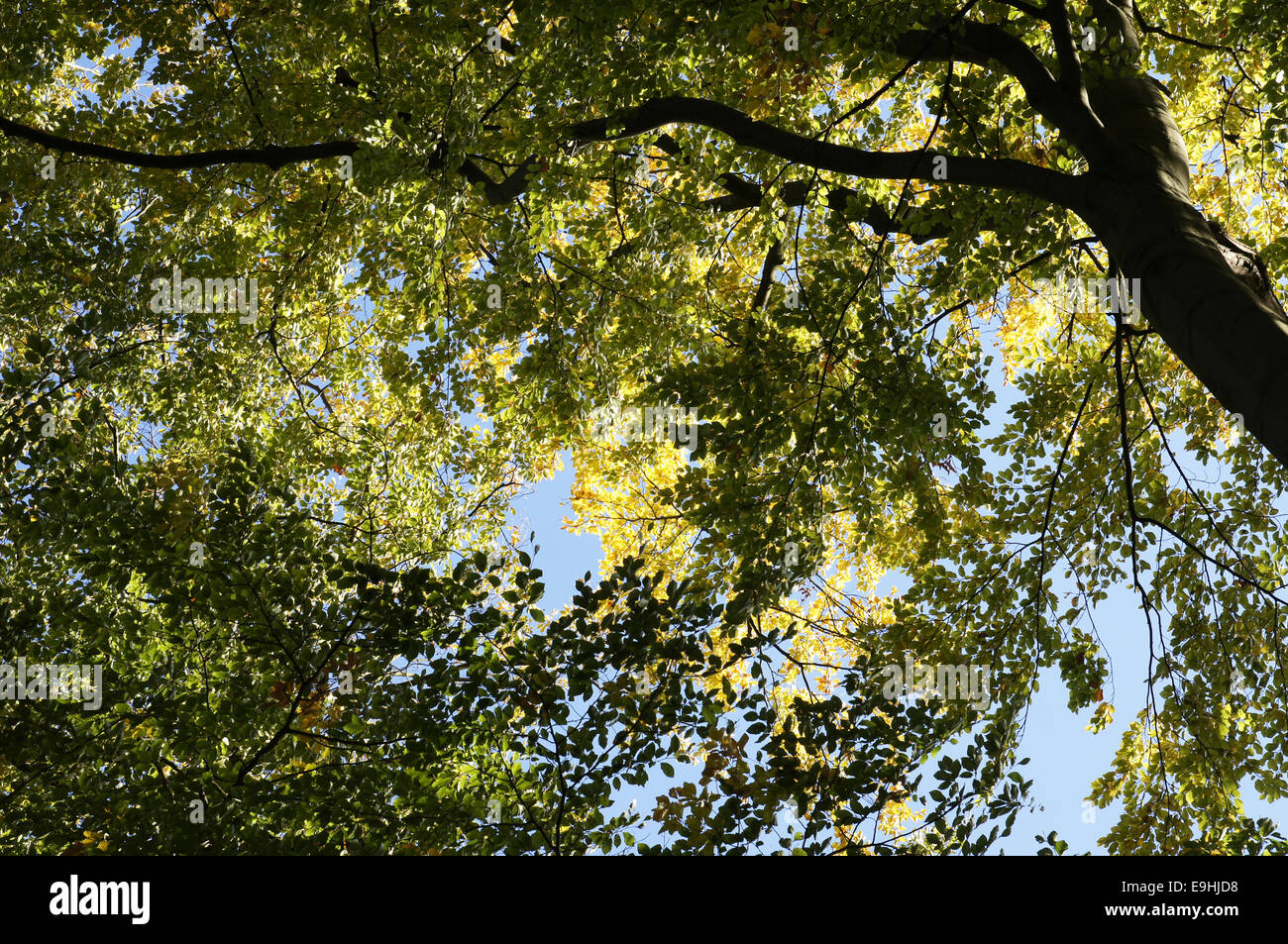 Autumnally atmosphere Stock Photo