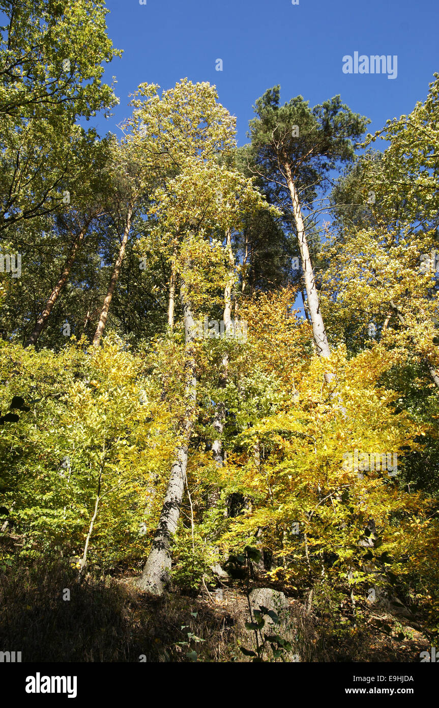 Autumnally atmosphere Stock Photo