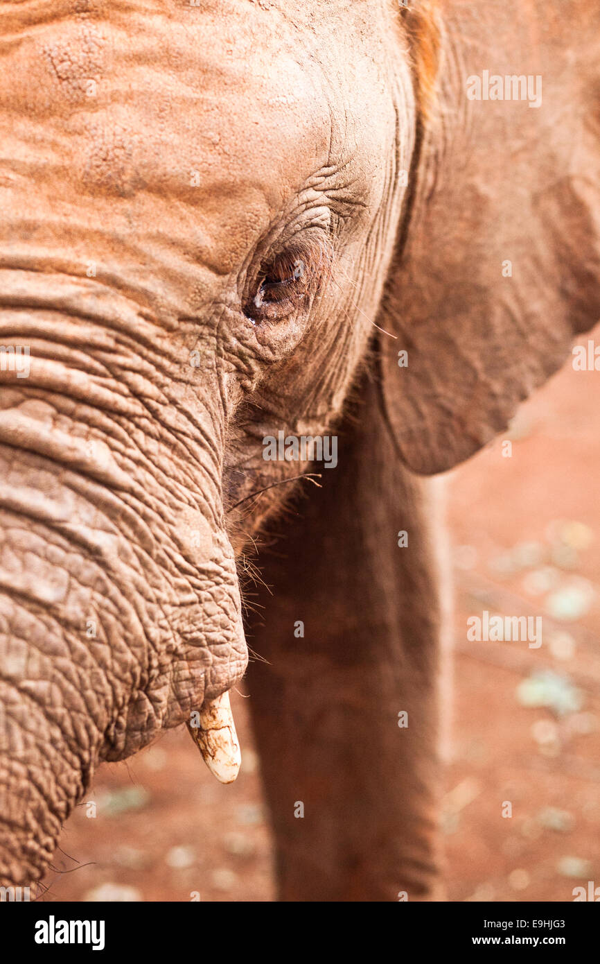 Baby African Elephant Stock Photo