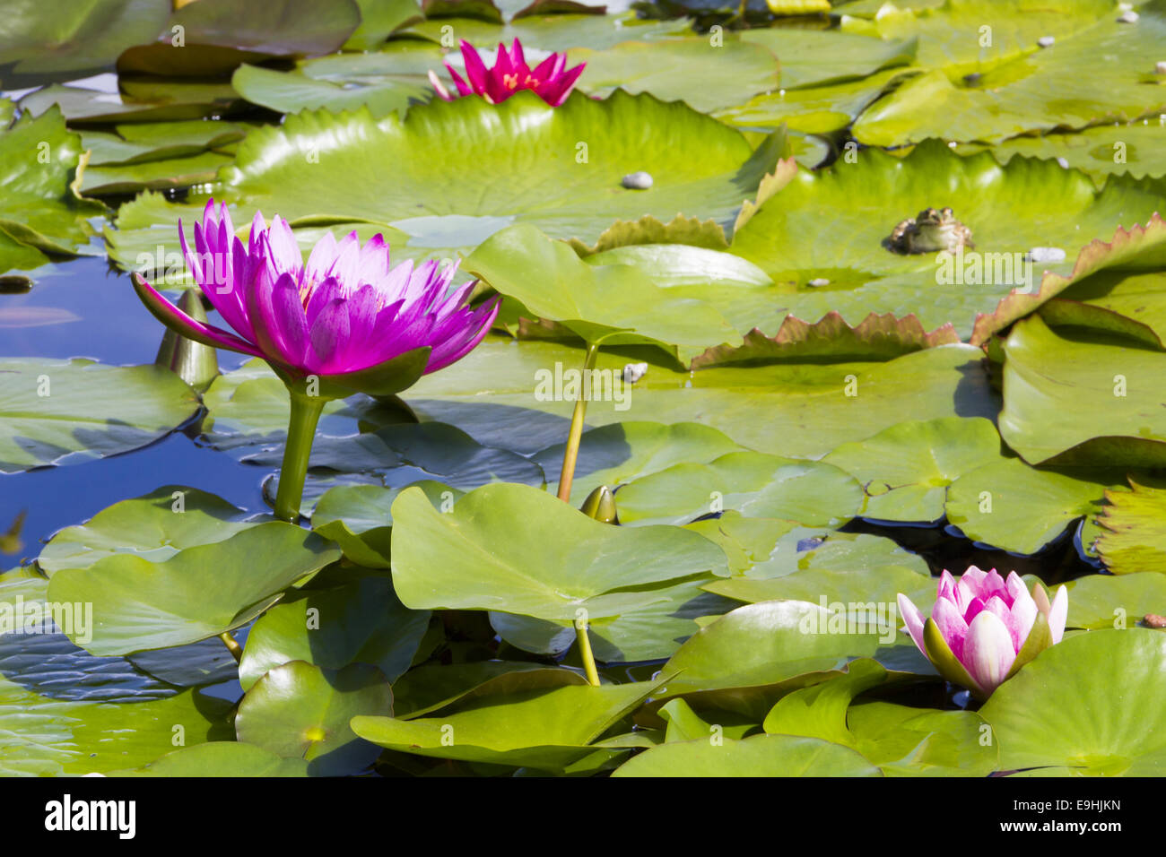 lily pond Stock Photo