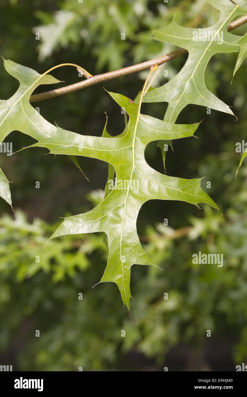 pin oak Stock Photo