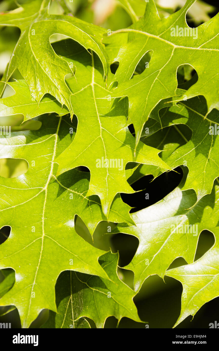 Quercus rubra Stock Photo