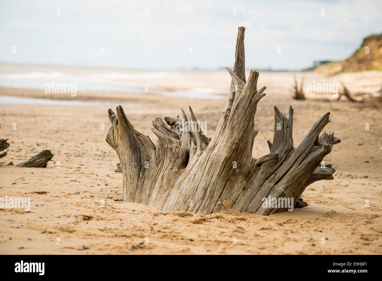 Driftwood tree trunk on the beach Stock Photo Alamy