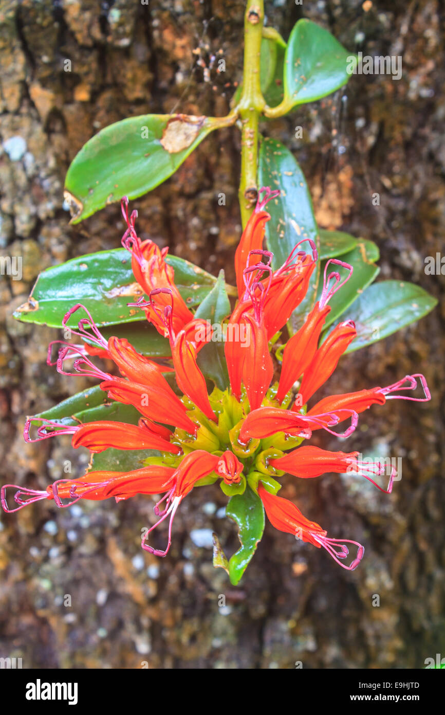 Aeschynanthus Hildebrandii, wild flowers in forest, Thailand Stock Photo