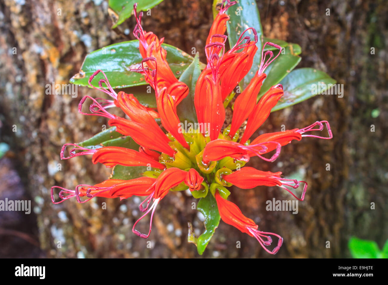 Aeschynanthus Hildebrandii, wild flowers in forest, Thailand Stock Photo