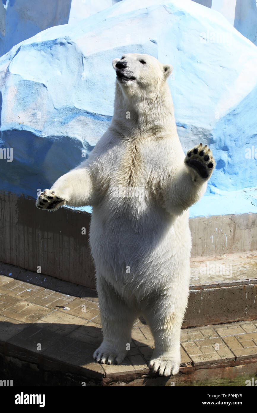 Polar bear standing on its hind legs Stock Photo - Alamy