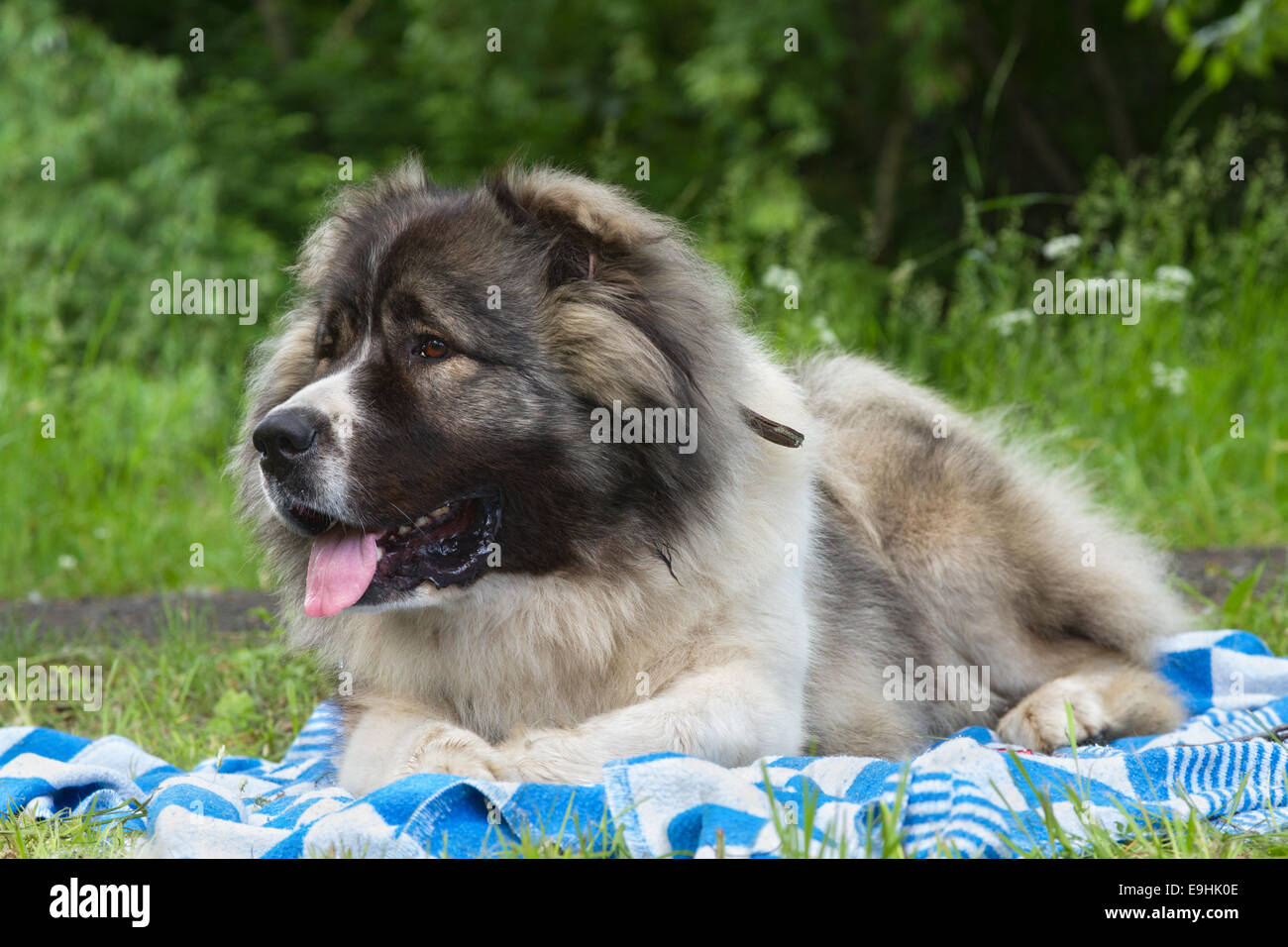 Caucasian shepherd dog hi-res stock photography and images - Alamy