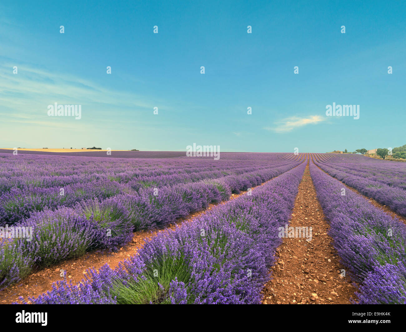 View of lavender field on a clear sunny day. Stock Photo