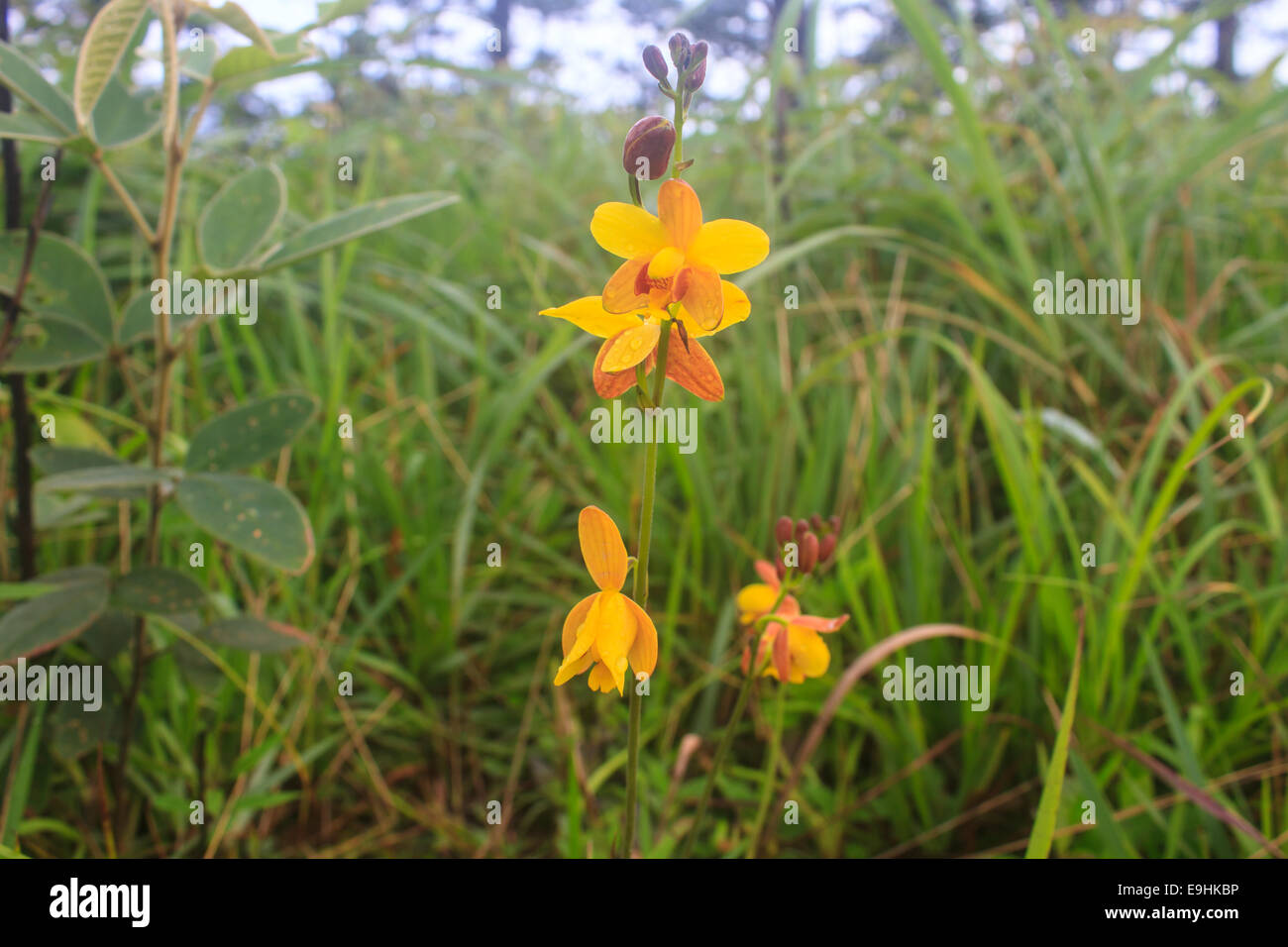 Wild orchids in nature, Spathoglottis lobbii Lindl flower Stock Photo
