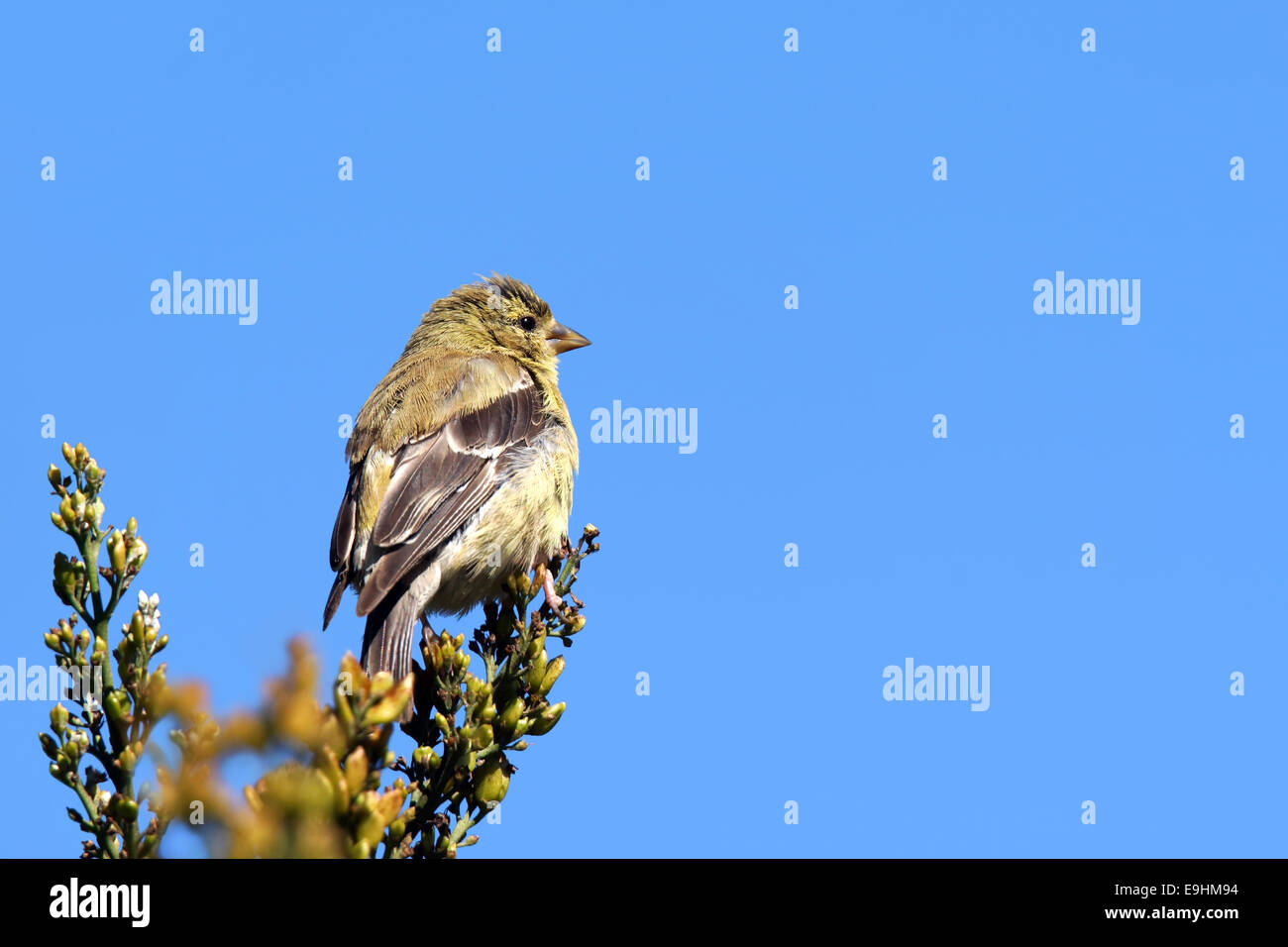 American goldfinch, Carduelis tristis, in winter plumage over brigh blue sky. Stock Photo