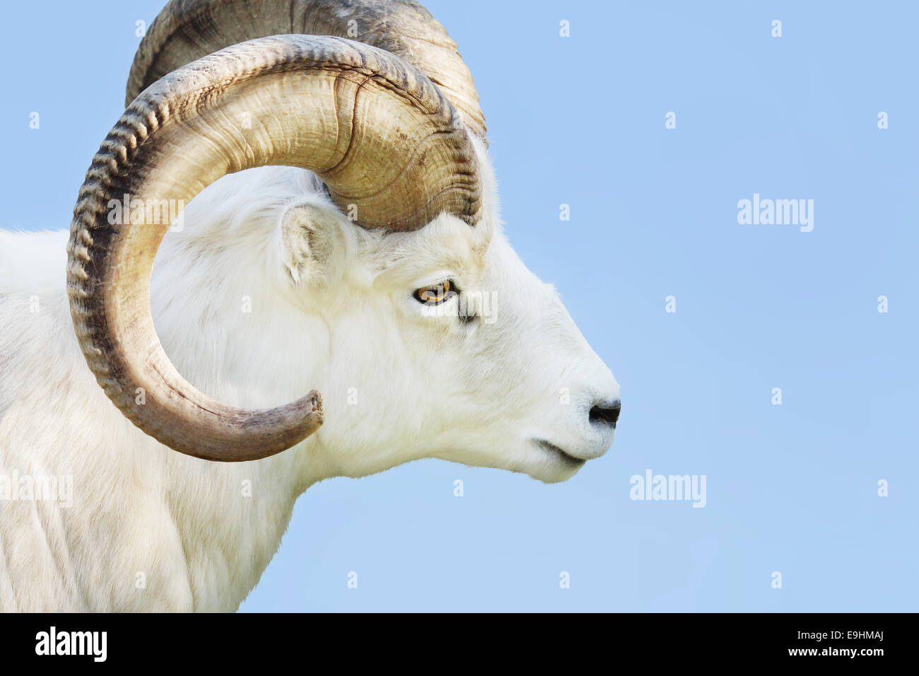 Portrait of a male Dall sheep, Ovis dalli, on a snowy day Stock Photo