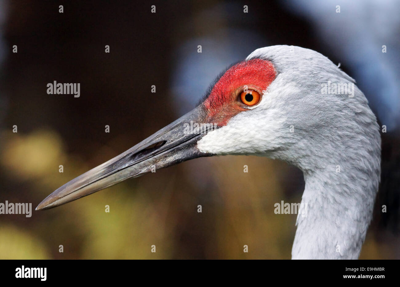 Detail portrait of a sandhill crane Stock Photo - Alamy