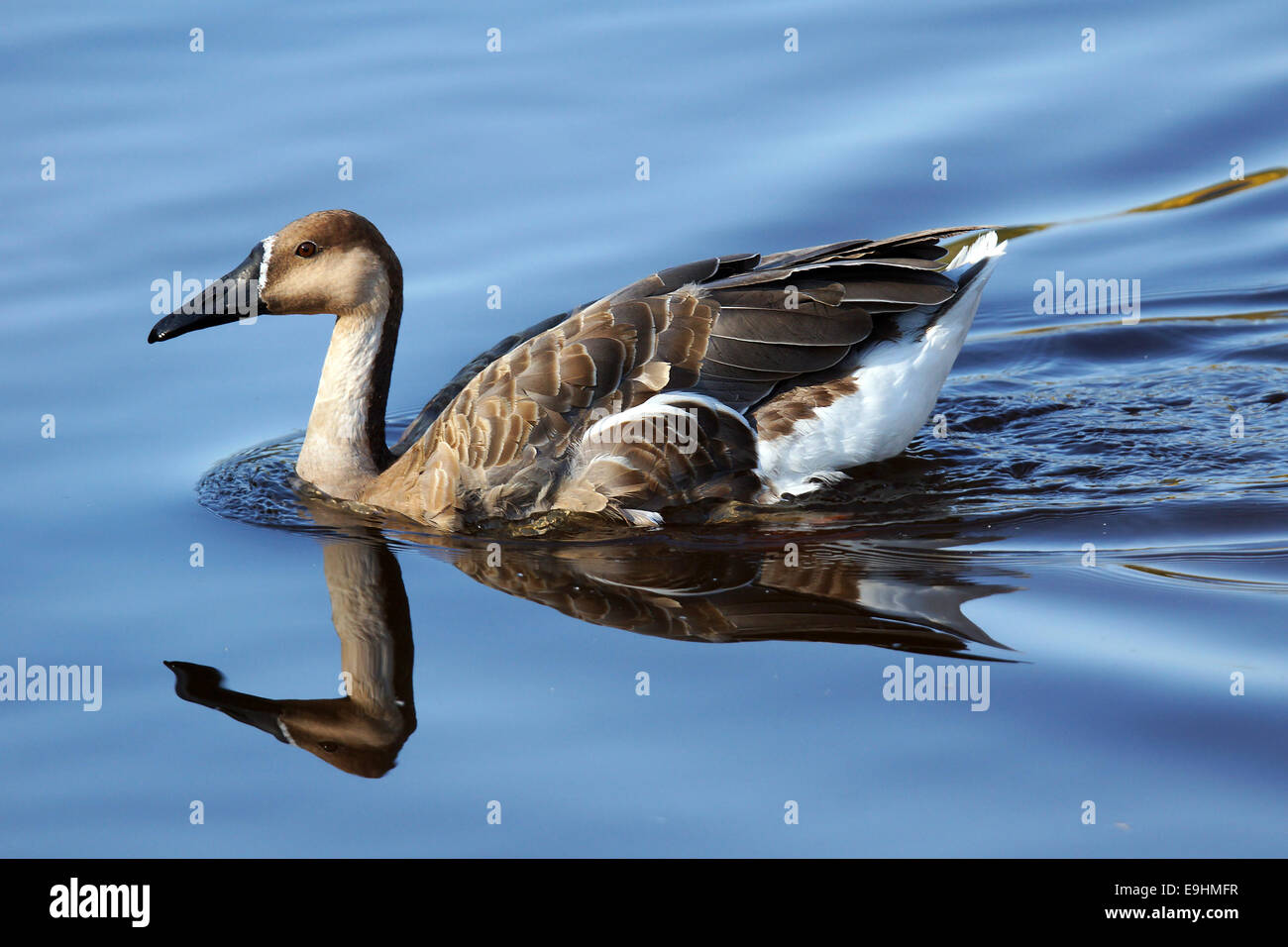 Swan Goose, Anser Cygnoides, And Its Reflection On A Lake Stock Photo ...