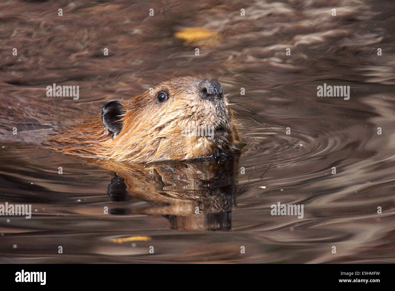 Beaver swimming in autumn hires stock photography and images Alamy