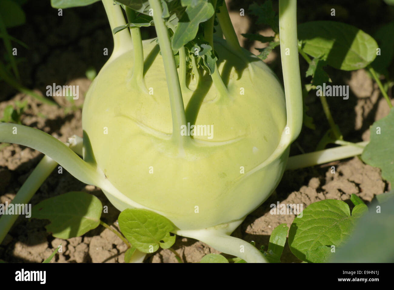German turnips hires stock photography and images Alamy