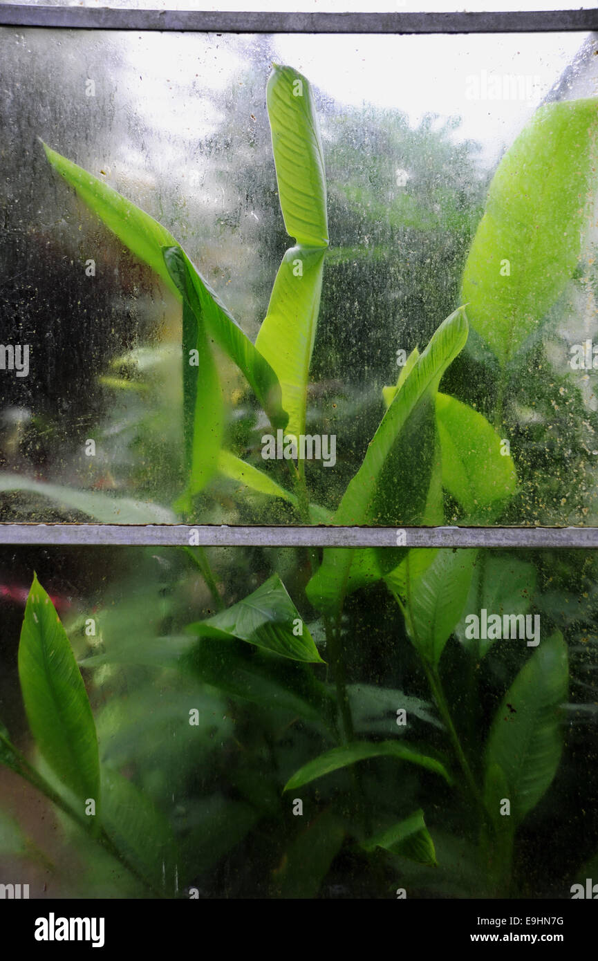 Tropical plants behind dirty window of an old hothouse or greenhouse Stock Photo