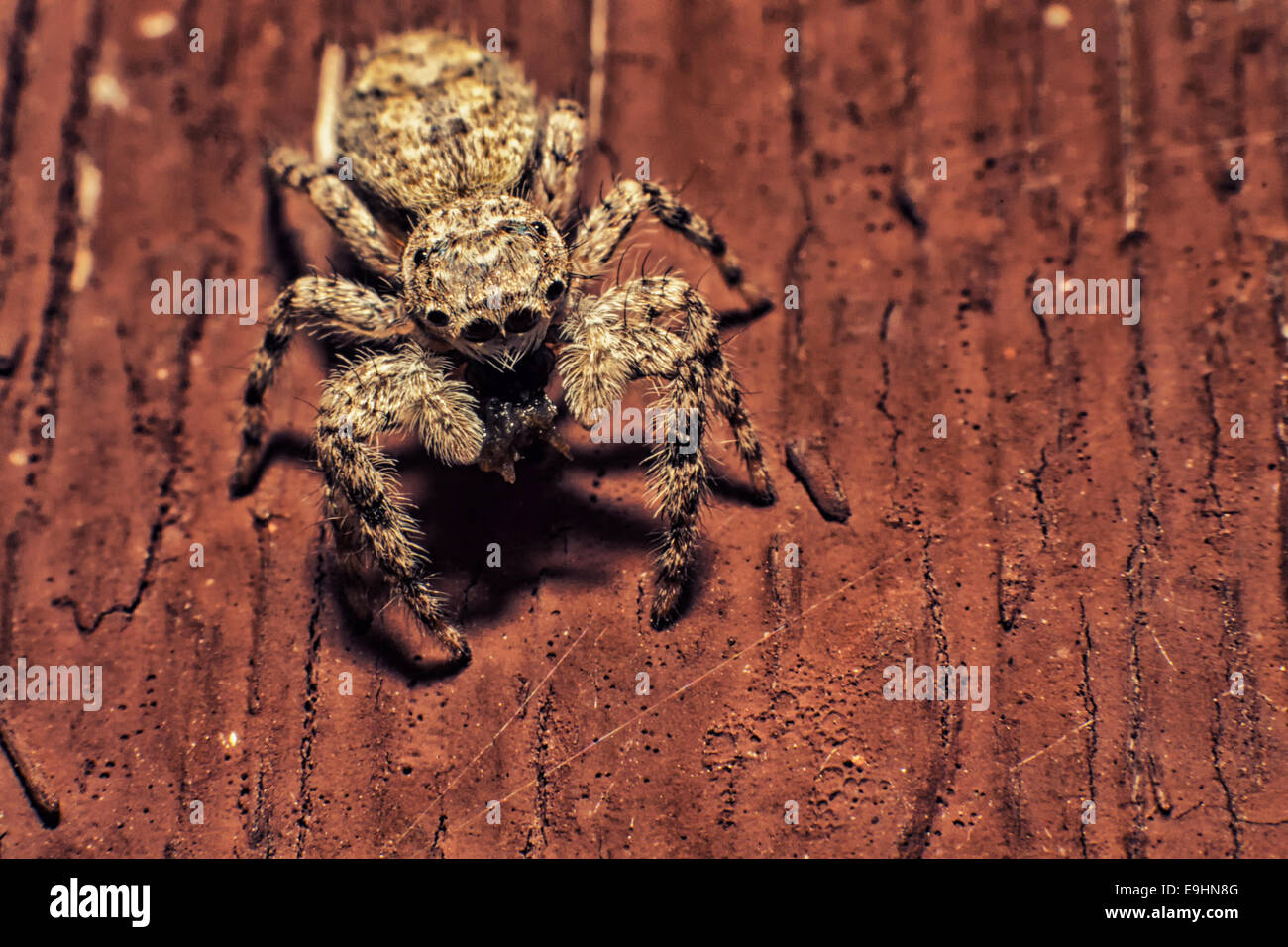 jumping spider Stock Photo