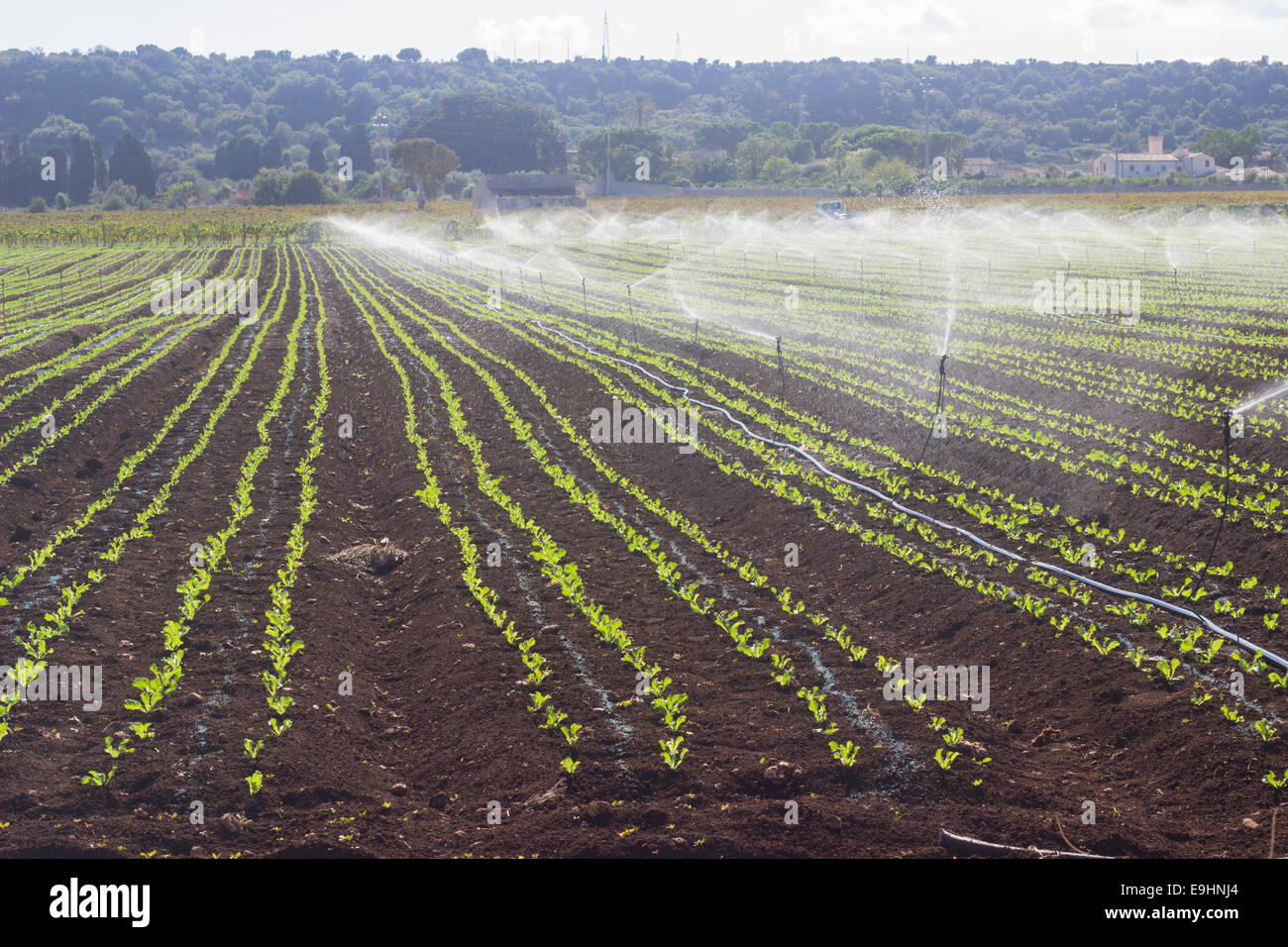 watering commercial farm field agriculture Stock Photo
